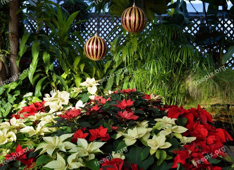 Christmas Decorative Poinsettia Flowers Holiday