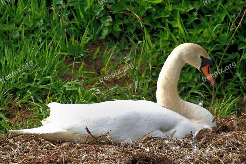 Swan Mute Swan White Plumage Water Bird