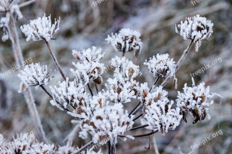 Frost Cold Winter Frozen Ice