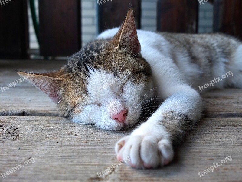 Cat Pet Sleep Homeless Free Photos