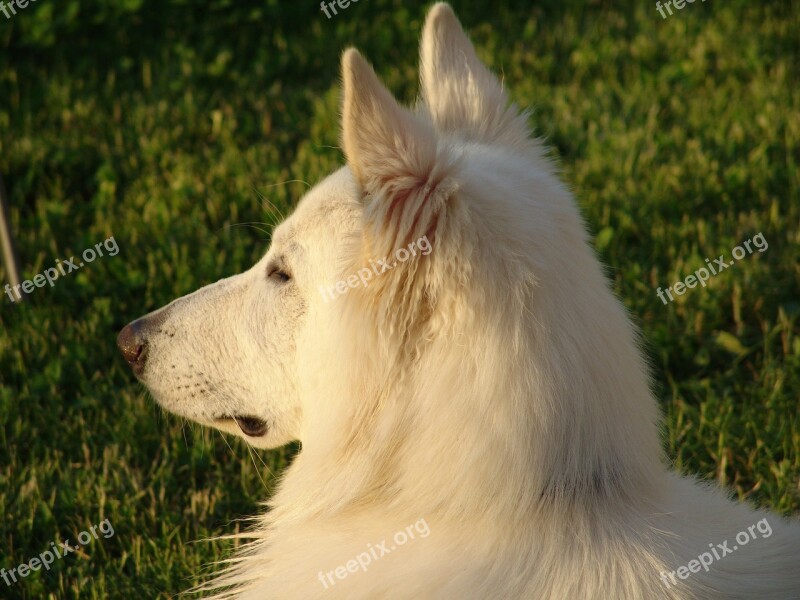 White Shepherd Swiss Shepherd Dog Dog Free Photos