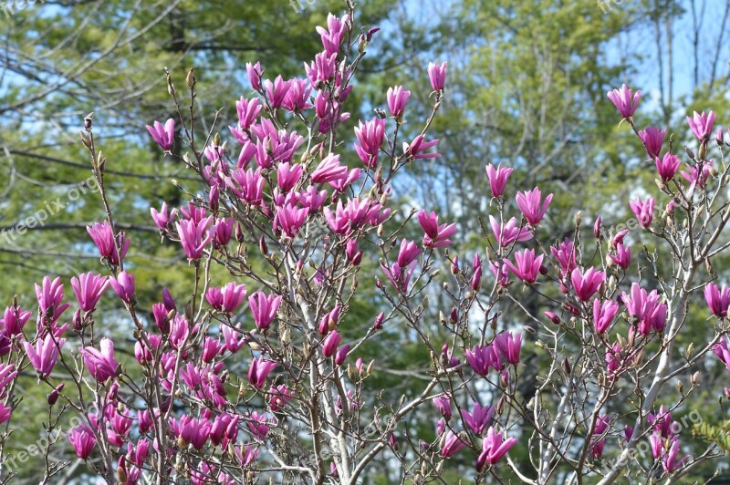 Saucer Magnolia Japanese Magnolia Tulip Tree Magnolia Spring