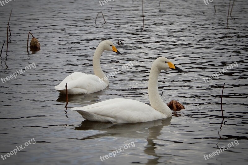 Animal Swan Winter Winter Messenger Wild Birds