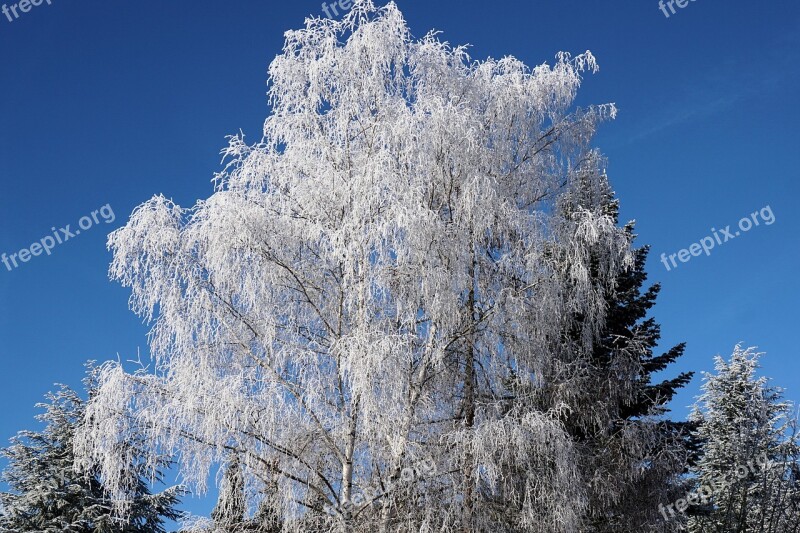 Winter Tree Birch Ice Nature