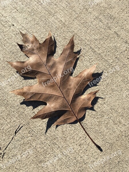 Oak Leaf Brown Autumn Ground