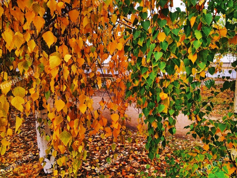 Colors Of Autumn Birch Autumn Autumn Nature Autumn Colors