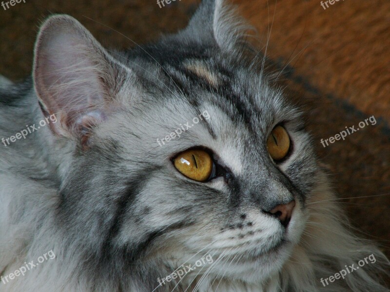 Cat Cat Face German Longhaired Pointer Cat's Eyes Free Photos