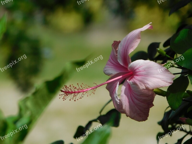 Rosa Hibiscus Flower Wild Flower Nature