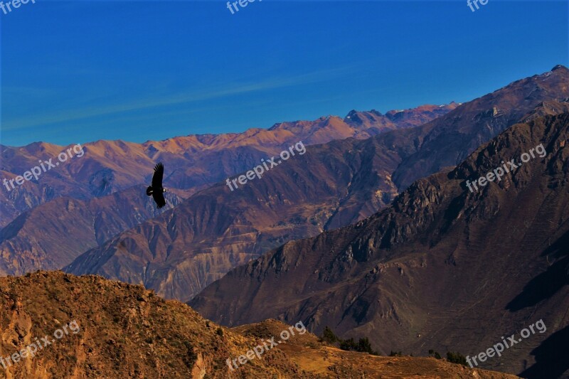 Condor Colca Canyon Peru Ave Flight