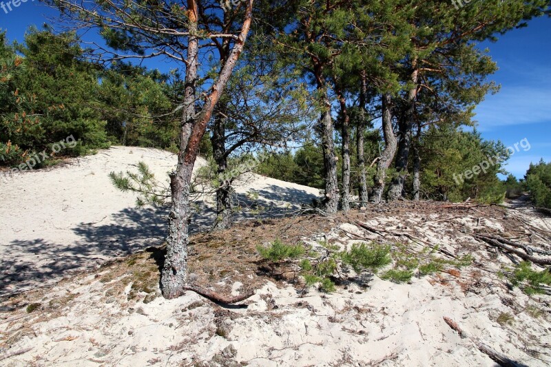 Pine Forest Pine Sand Trees Coniferous Tree