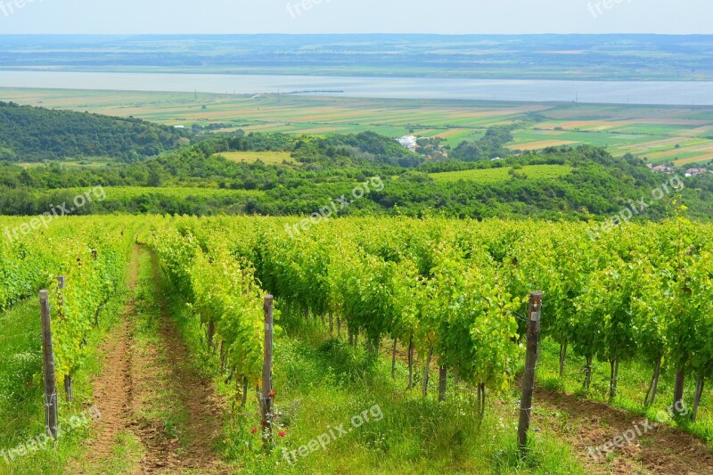 Vineyard Landscape Wine Grapes Viticultural