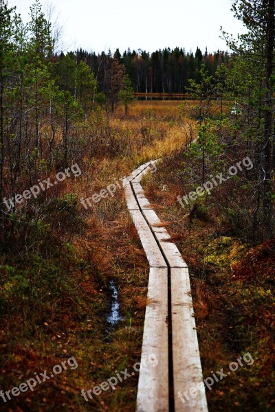 Footbridge Forest Path Nature Tree