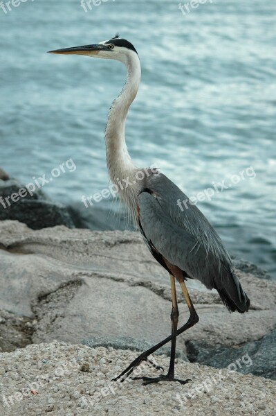 Great Blue Heron Heron Egret Bird Avian