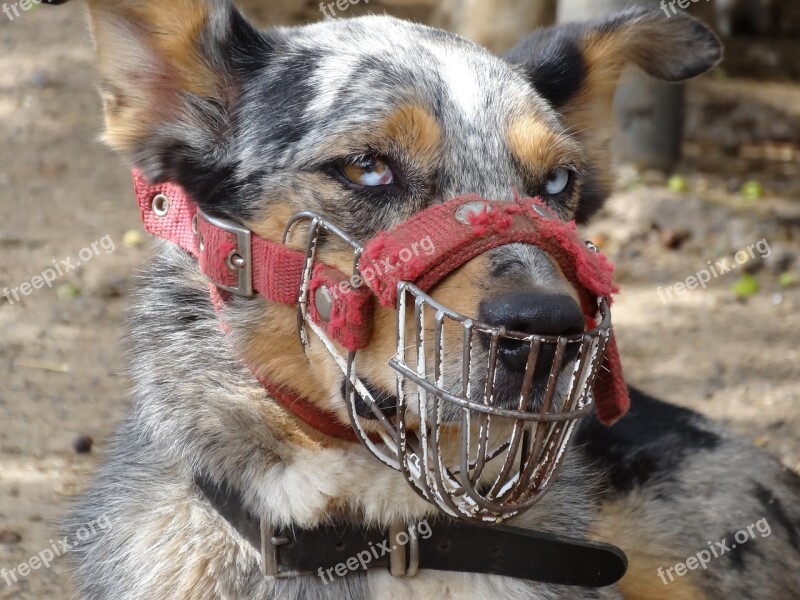 Dog Australia Muzzle Breeding Aggressive