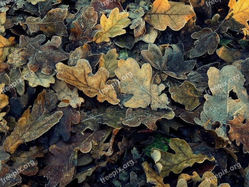 Leaves Autumn Frozen Brown Oak