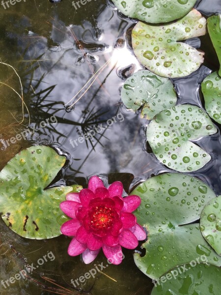 Water Lilies Basin Water Aquatic Plant Nature