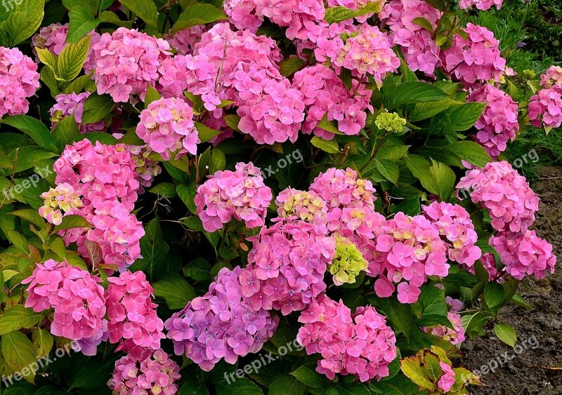 Hydrangeas Flower Garden Hydrangea Bush Close Up Flowers