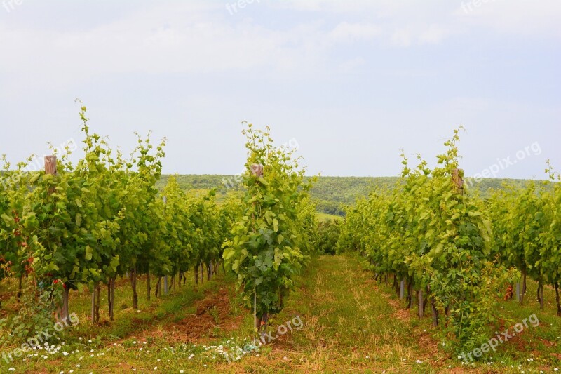 Vineyard Landscape Wine Grapes Viticultural