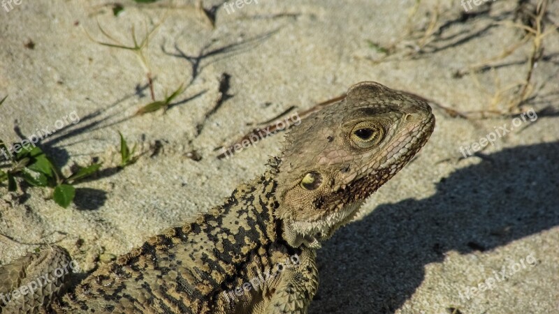 Lizard Kurkutas Reptile Fauna Animal