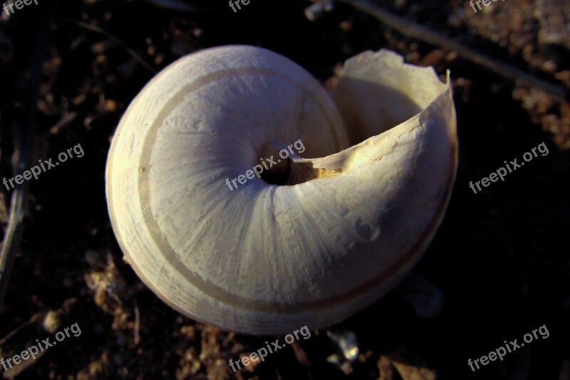 Shell Helix Nature Spiral Broken