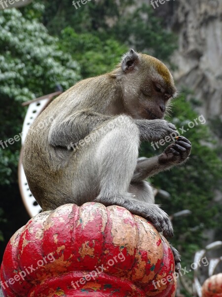 Malaysia Batu Caves The Monkey Animals Free Photos