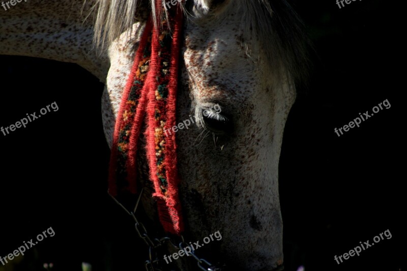 White Horse Grassland Light Animal Free Photos