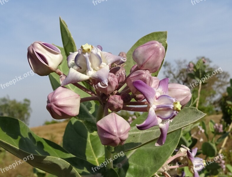 Crown Flower Purple Aak Angkot Aank Ark