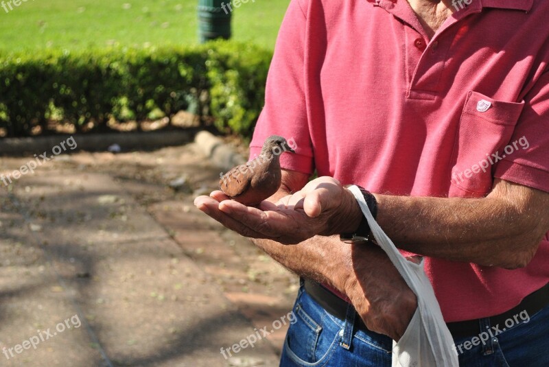 Dove Bird Food Freedom Square Free Photos