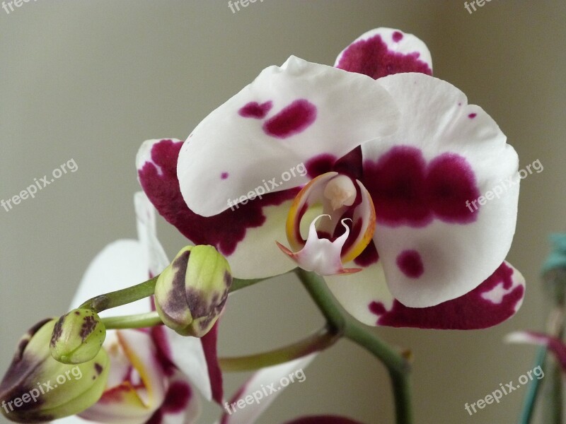 Phalaenopsis Orquidea Orchidaceae Stained Free Photos