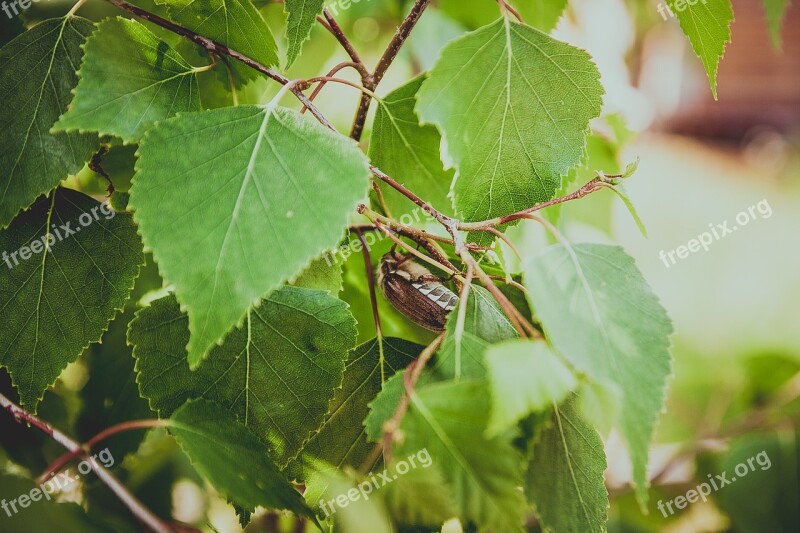 Beetle Leaves Birch Insect Nature