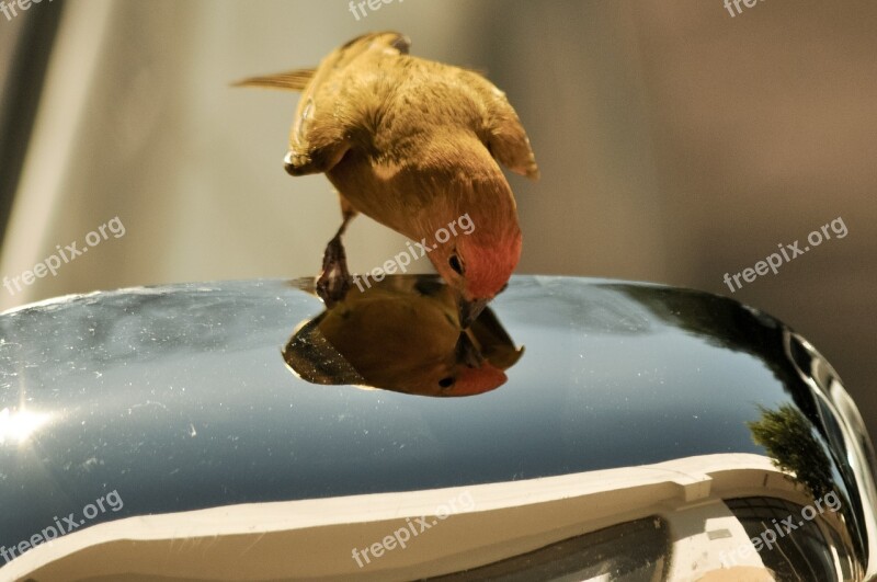 Canario Land Sicalis Canario Brazil Bird