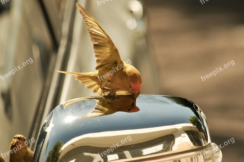 Canario Land Sicalis Canario Brazil Bird