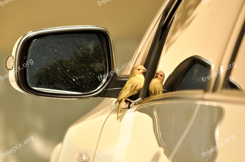 Canario Land Sicalis Canario Brazil Bird