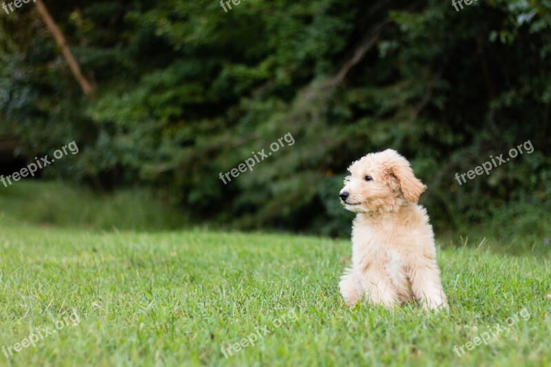 Golden Doodle Puppy Cute Animal Green Grass