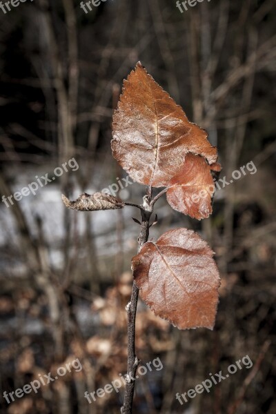 Leaves Winter Leaf Iced Tree