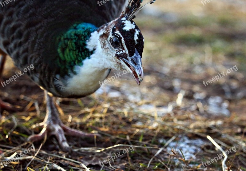 Bird Peacock Hen Peacock Peacock Females Bill