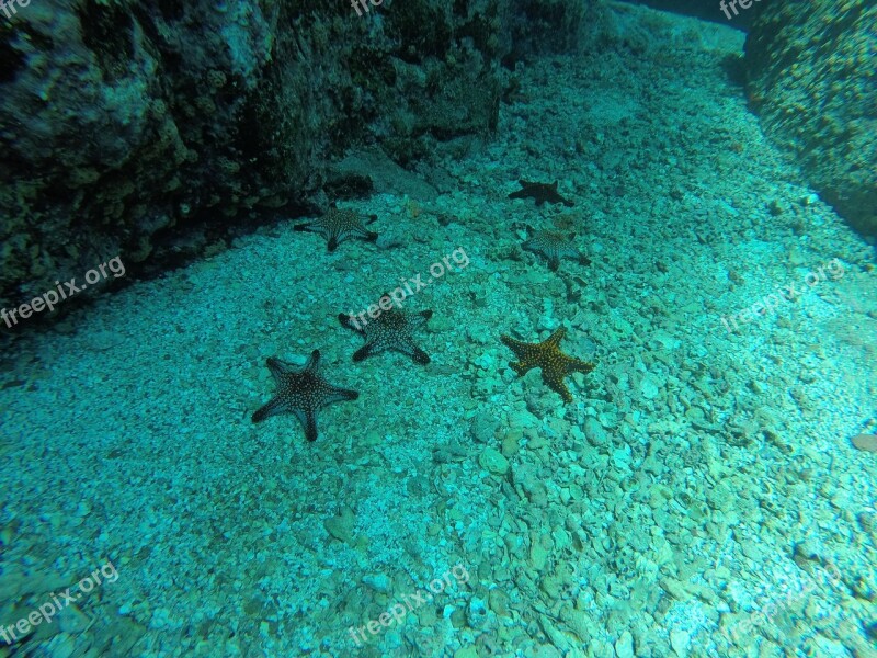 Sea Star Sea ​​bottom Diving Nature Sea