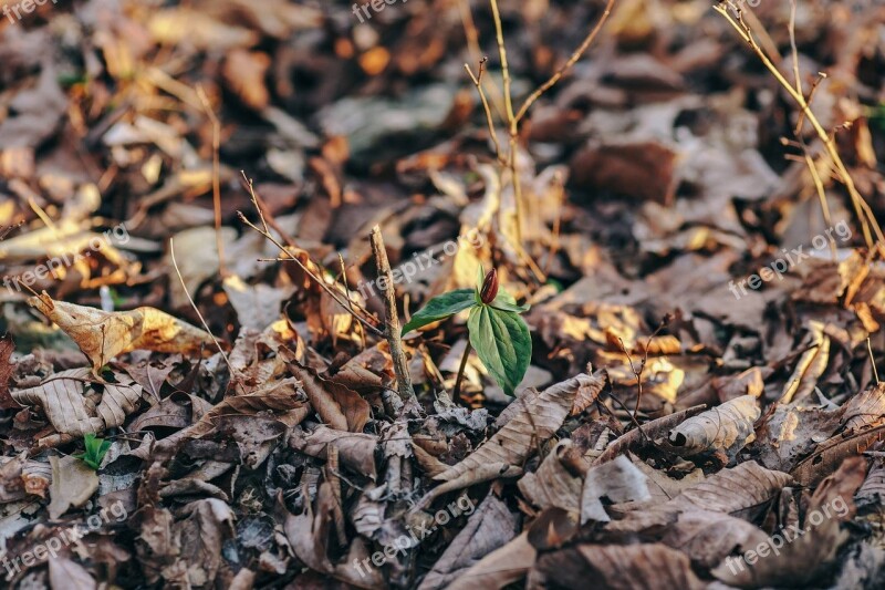 Spring Plant Woods Leaves Forest