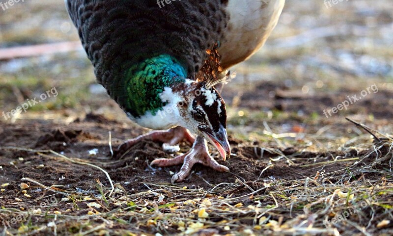 Peacock Bird Animal Poultry Hen