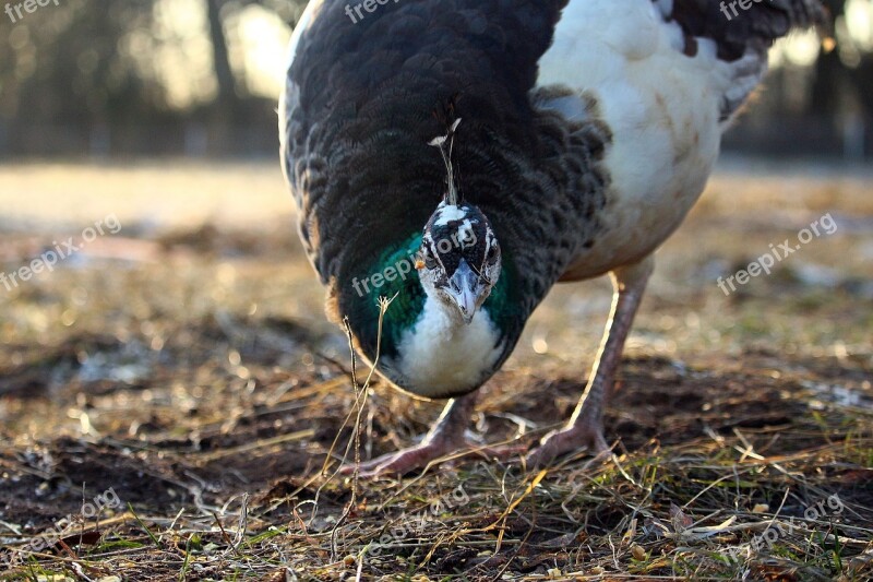 Bird Hen Peacock Peacock Hen Poultry