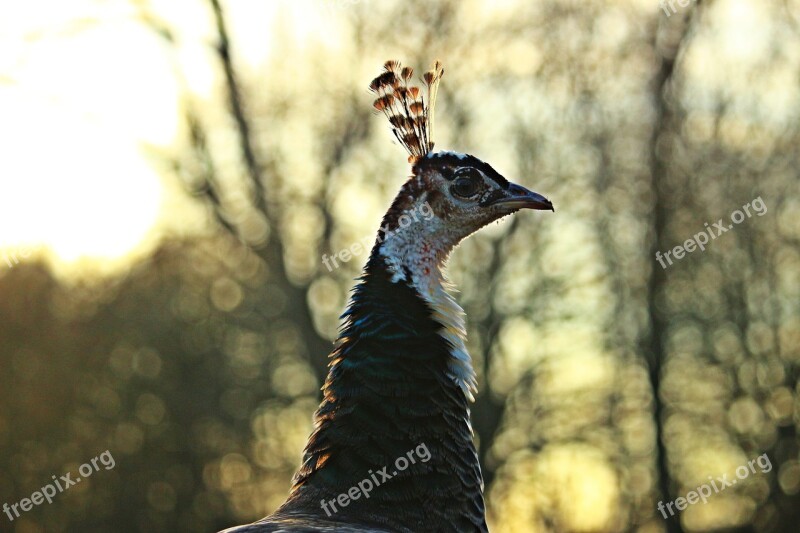 Peacock Bird Peacock Females Feather Poultry