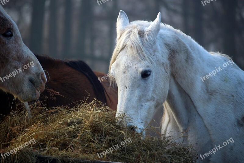 Horse Mold Horse Head Hay Thoroughbred Arabian