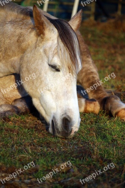 Mold Horse Horse Head Sleep Thoroughbred Arabian