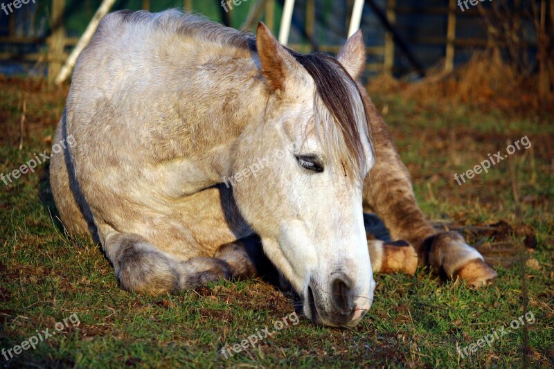 Horse Sleep Thoroughbred Arabian Pasture Lying Horse