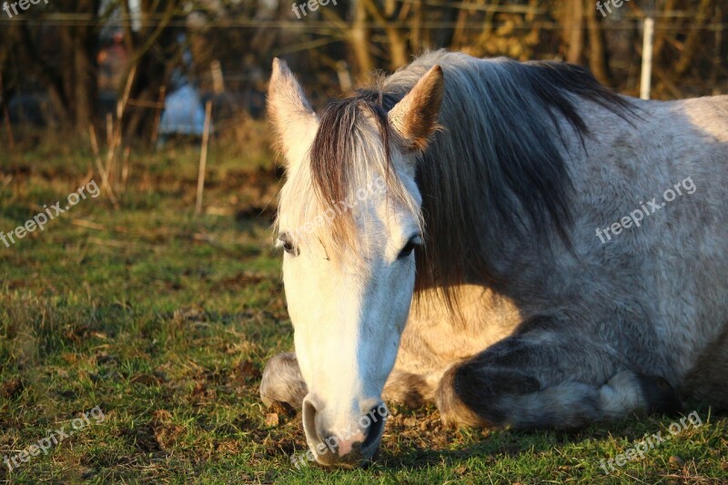 Horse Sleep Mold Thoroughbred Arabian Pasture