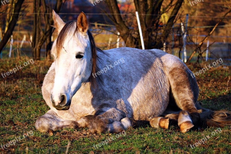 Horse Sleep Mold Lying Horse Thoroughbred Arabian