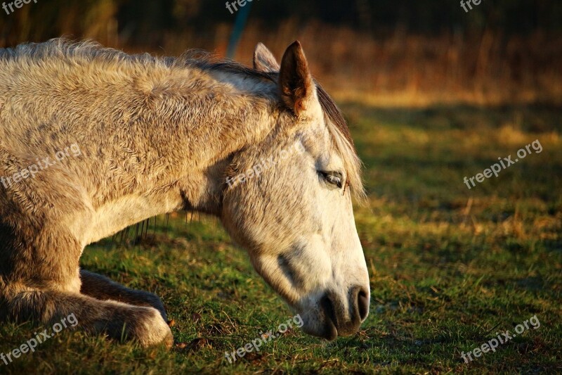 Horse Mold Thoroughbred Arabian Pasture Sleep