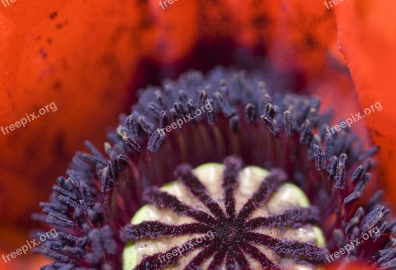 Poppy Centre Bloom Floral Flower