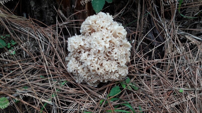 Mushroom Autumn Forest Pine Needles Free Photos