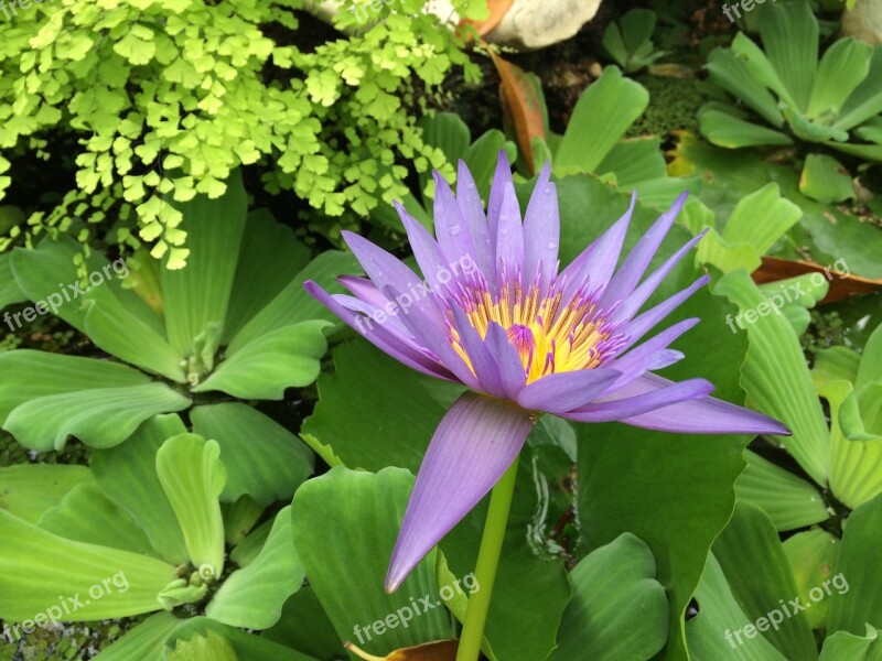 Flower Green Violet Flowers Nature